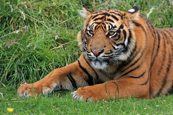 Darker orange tiger laying in the grass.