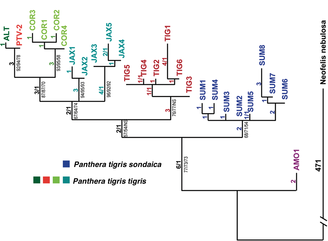 Tiger phylogeny. Panthera tigris sondaica has one clade (dark blue), with 8 extant branches. Panthera tigris tigris has four clades (Dark green, orange, light green, and orange) with 17 extant branches.