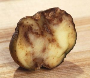 Cross-section of a potato that is discolored and darkened with blight.