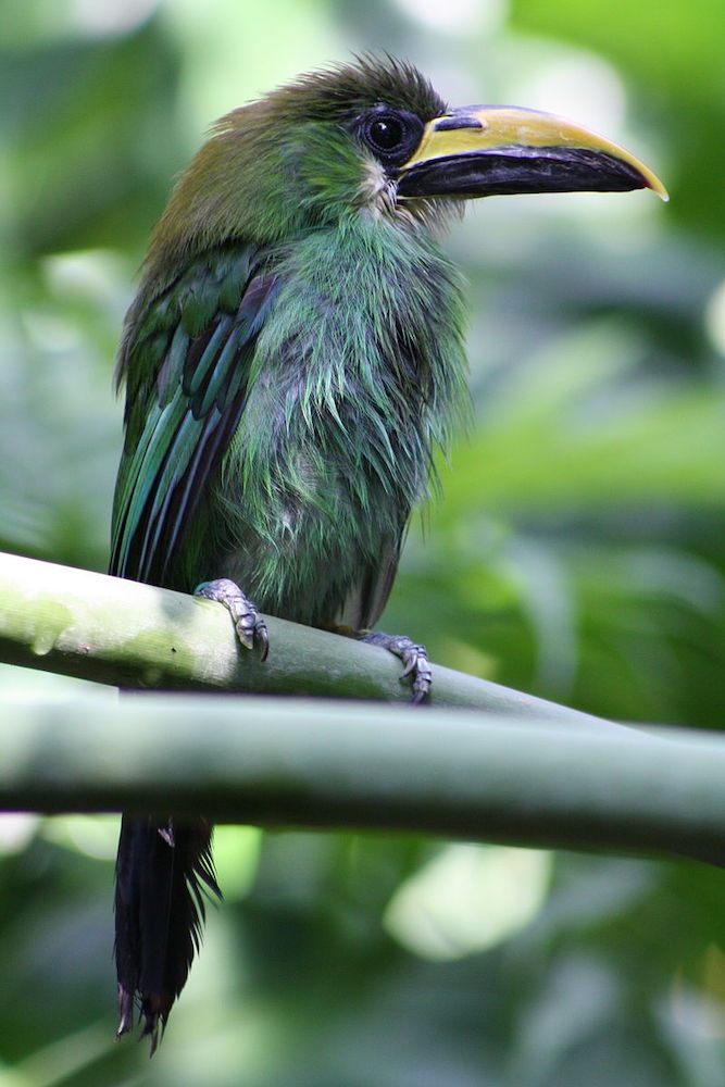 Green bird with some bits of purple plumage. Black eyes. Relatively large slightly bowed beak with mostly yellow upper beak and black lower beak.