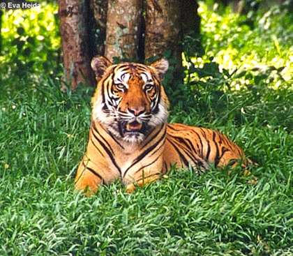 Light orange tiger lying in the grass.