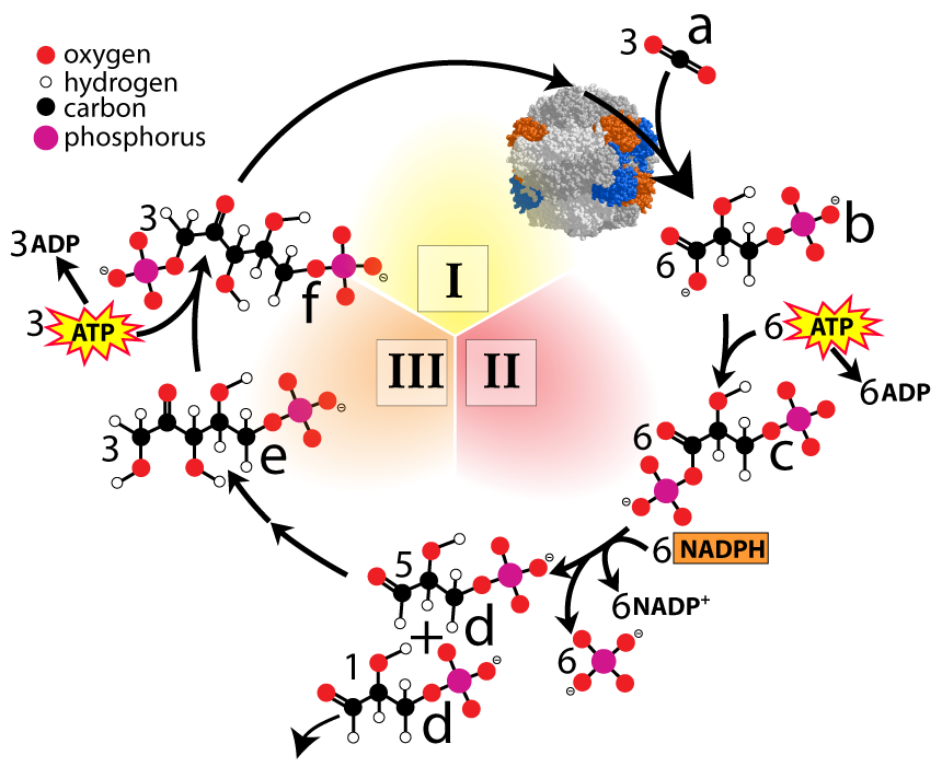 Calvin cycle diagram. Described under the heading Phase Roman numeral 1: Carbon Fixation.