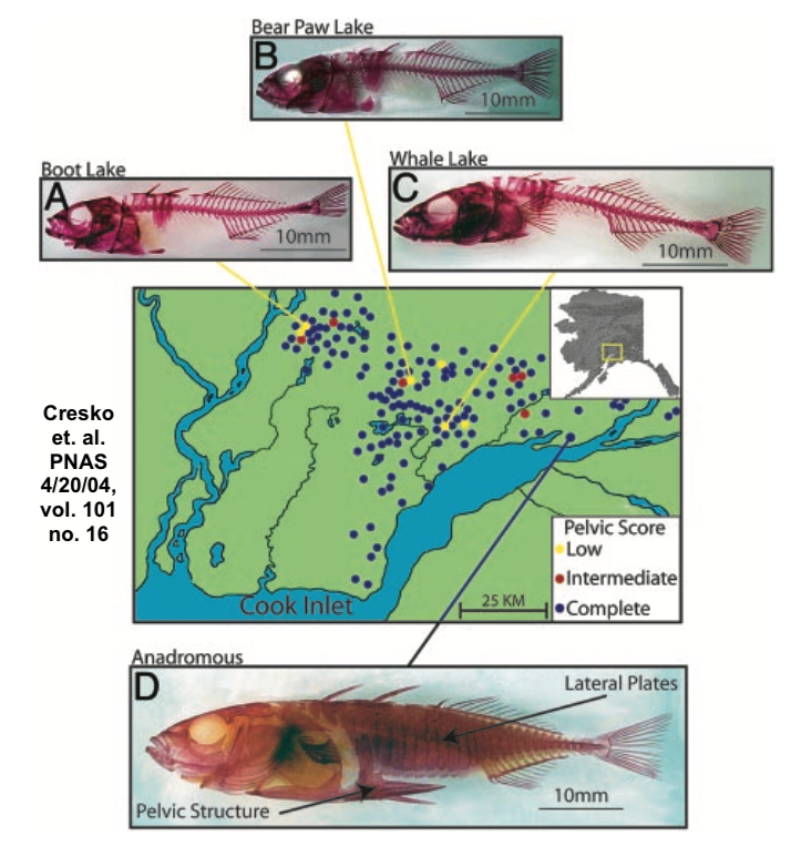 Cresko et. al. PNAS 4/20/04, vol. 101 no. 16