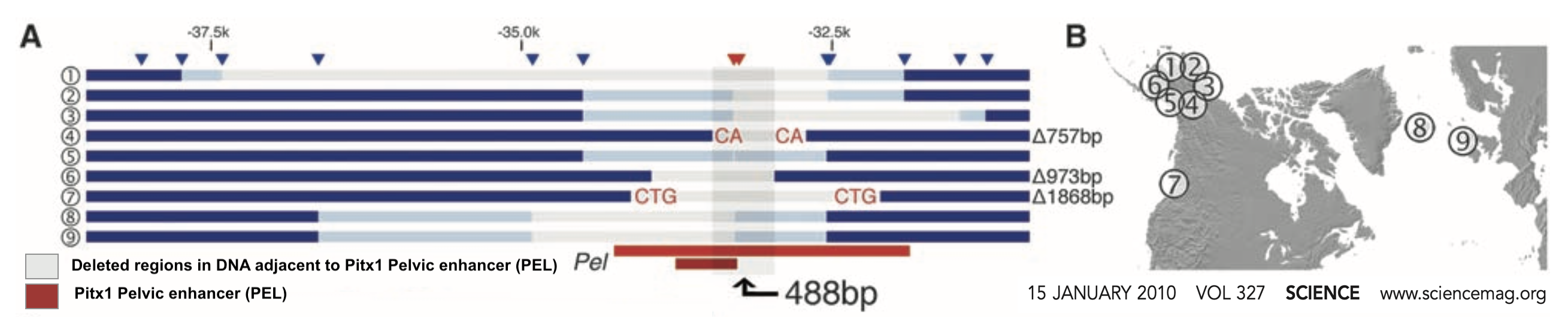 Described under heading 5. How the spineless form of the stickleback evolved.