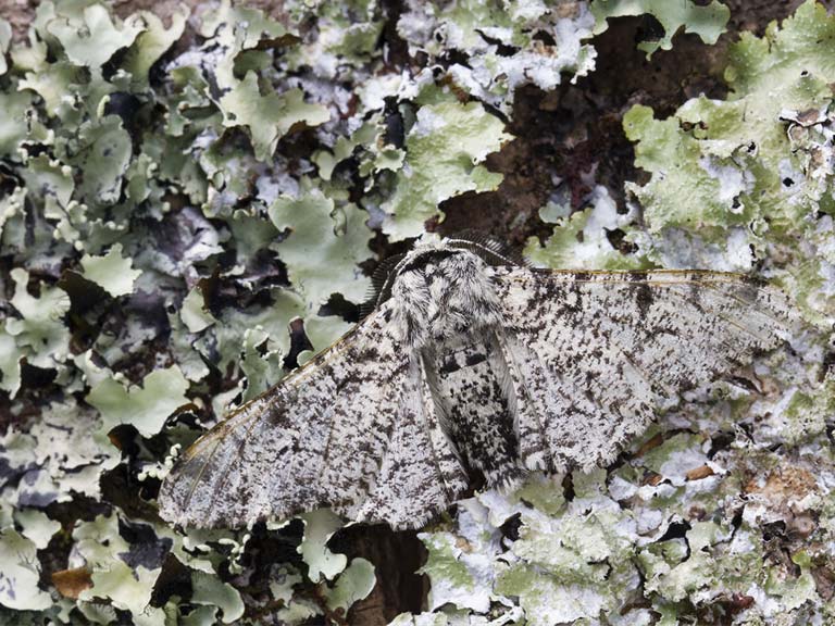 The light moth camouflages well against the pale green lichen.