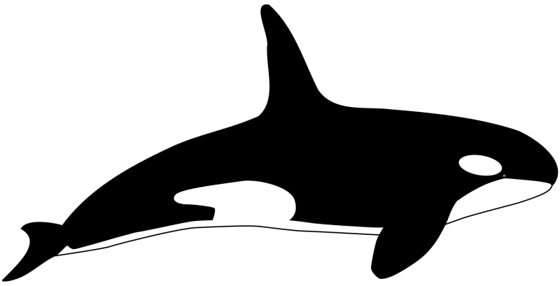 Black and white orca whale with large dorsal fin.