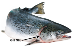 A fish with its gill slit, located beyond its cheeks, labeled.