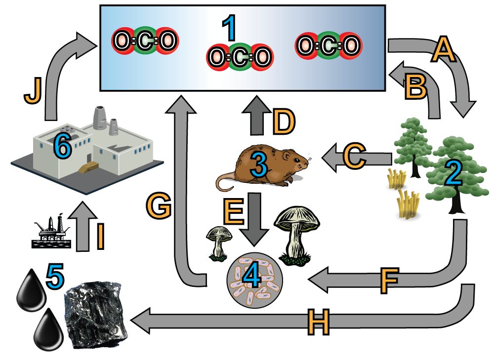 (1) Molecules of O-C-O. Process A points to trees (2). Process B points from (2) to (1). Process C points from (2) to (3) a rodent. Process D goes from (3) to (1). Process E goes from (3) to (4) fungi and bacteria. Process F also goes from (2) to (4). Process G goes from (4) to (a). Process H goes from (2) to (5) an oil rig. Process I goes from (5) to (6) a factory. Process J goes from (6) to (1).