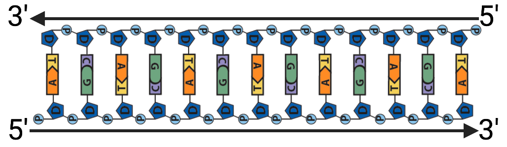 In the horizontal, untwisted strand of DNA, all of the labels on the top strand are oriented to the right whereas all the labels on the bottom strand are oriented to the left. An arrow at the top points to the left at the 3' end, with the right end labeled 5'. An arrow at the bottom points to the right at the 3' end, with the left end labeled 5'.