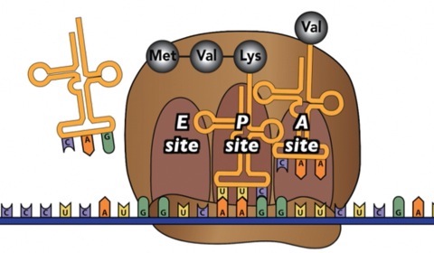 Described under the heading 7.2 Elongation.