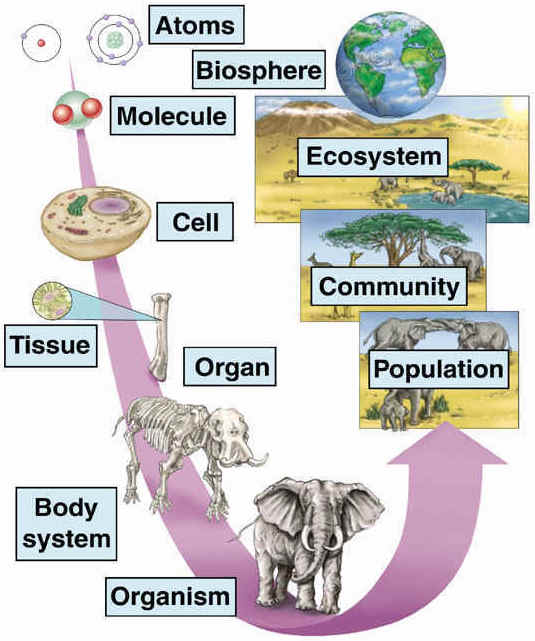 Diagram of hierarchy of life from small to large: atoms, molecule, cell, tissue, organ, body system, organism, population, community, ecosystem, biosphere.