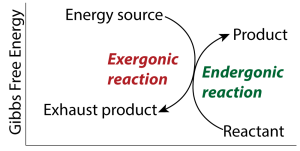 Described under the heading 2. Living Things Fight Entropy through Coupling Exergonic Reactions to Endergonic Ones.