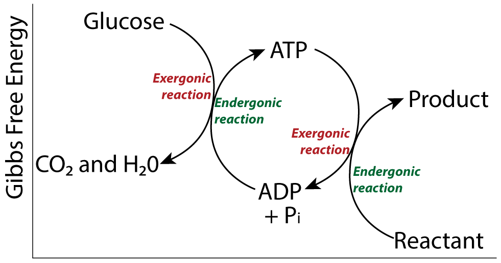 Energy coupling graph with Gibbs Free Energy along the y-axis. Left arrow points from Glucose to CO2 and H2O via an exergonic reaction. The coupled endergonic reaction leads from ADP and inorganic phosphate to ATP. ATP undergoes an endergonic reaction to return to ADP and inorganic phosphate. The coupled endergonic reaction transforms the Reactant to the Product.