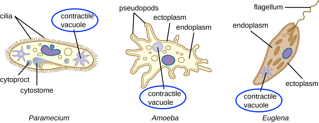 Paramecium has cilia and a contractile vacuole resembling a stylized sun with 6 rays. Amoeba has pseudopods and a circular contractile vacuole. Euglena has a flagellum and contractile vacuole similar to that of Paramecium.