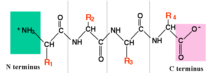 Protein/polypeptide chain with N terminus (NH3^+) on the left and C terminus (COO^-) on the right. Described under the heading 2c. Polypeptides.