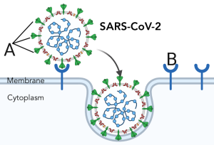 Described under the heading 3c. Membrane Carbohydrates.