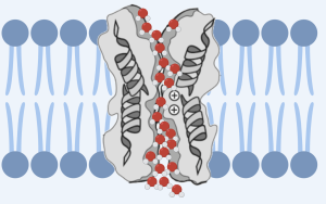 Described under the heading 2c. Water and Aquaporins.