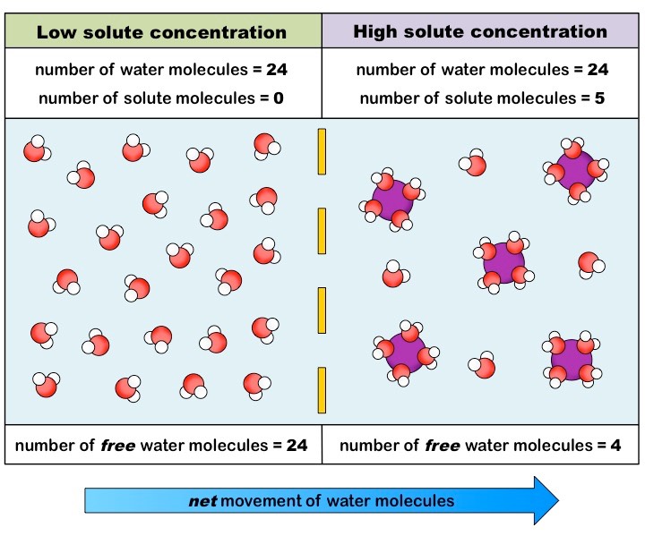 Described under the heading 5. Osmotic Pressure.
