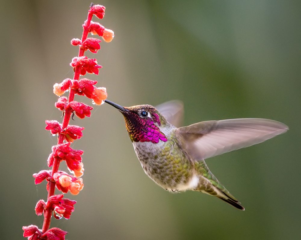 Hummingbird feeding from a flower while hovering.