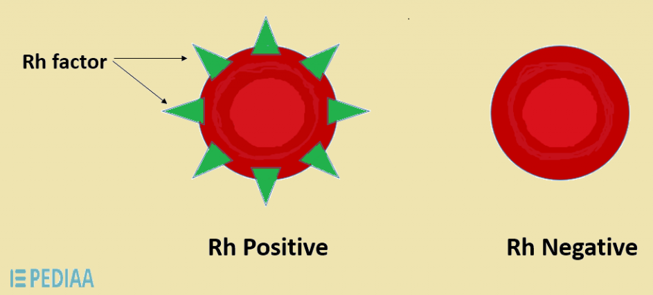Rh Positive RBC has Rh factor, represented by green spikes on the surface. RH Negative RBC has no spikes.