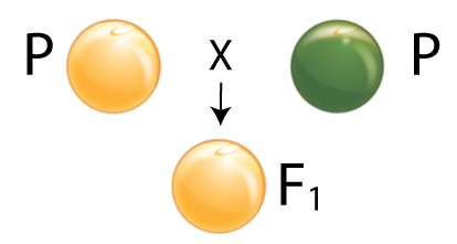 Yellow P crossed with green pea results in yellow F1.