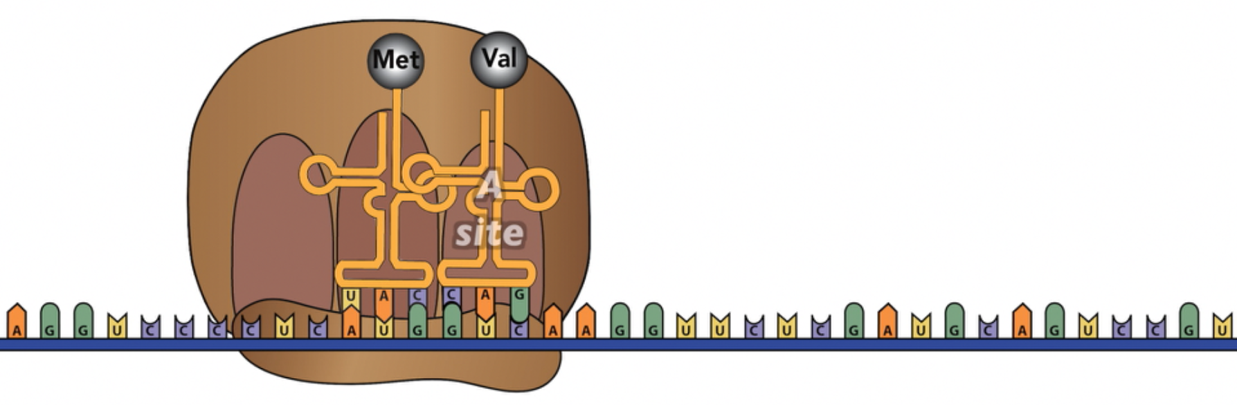 Described under the heading 7.2 Elongation.