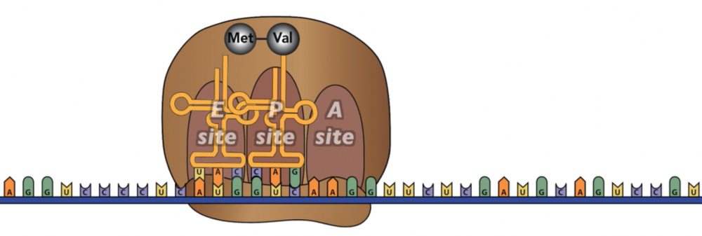 Described under the heading 7.2 Elongation.