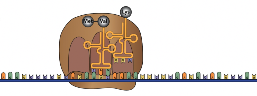 Described under the heading 7.2 Elongation.