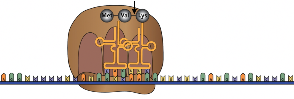 Described under the heading 7.2 Elongation.