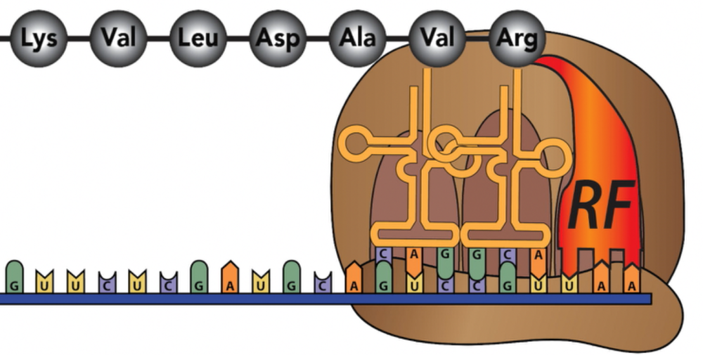 A release factor binds to the stop codon UAA.