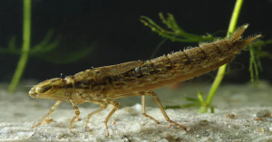 Dragonfly larva