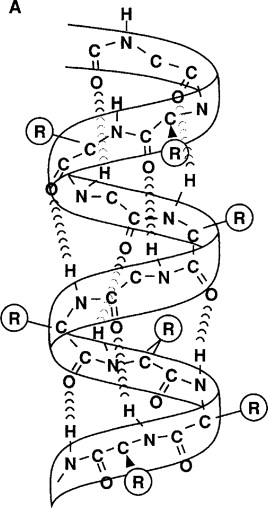 Described under the heading 4c.1. Alpha Helix.