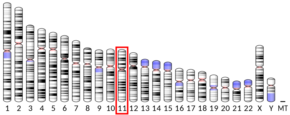 Human chromosomes in order from 1 to 22, X, and Y. The eleventh chromosome is boxed in red.