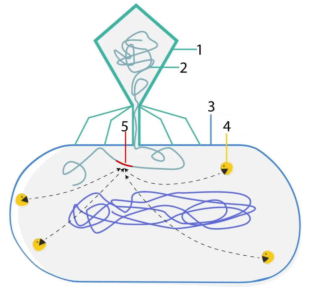 Bacteriophage "1" contains genetic material "2" which is injected into the bacterial cell "3". Yellow circles "4" identify a red segment "5" of the bacteriophage's chromosome and cuts it apart.