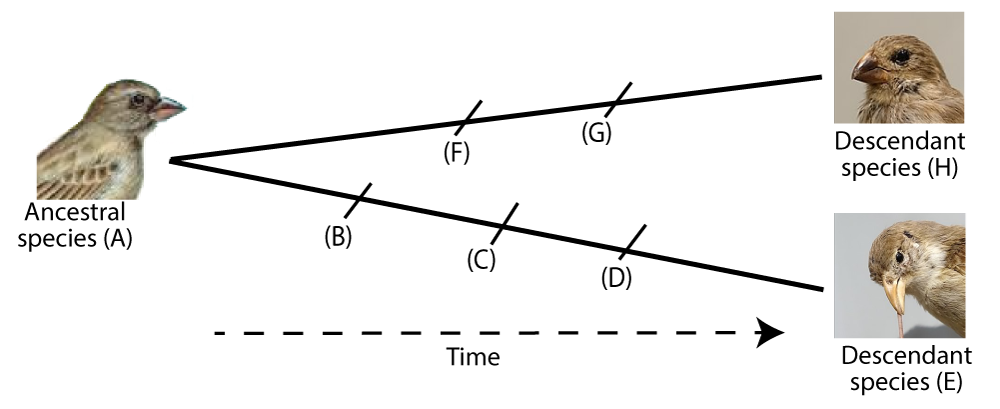 Ancestral species (A) is a bird that over time splits into two different birds. The upper branch includes intermediates F and G to become Descendant species (H) with a stout, dark beak. The lower branch with intermediates B, C, and D lead to Descendant species (E) with a thinner, medium-length yellow beak.