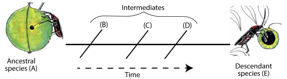 Ancestral species (A) is a bug on a large yellowish-green fruit with a small black dot leads to, over time with Intermediates B, C, and D, Descendant species (E), which now eats a much smaller fruit with a very large dark spot.