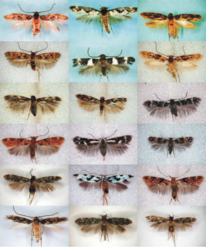 Photo of 18 different moths from Hawaii. Many share similarities in shape, patterning, and color, though with small variations.