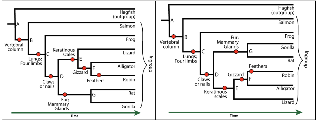 Left: Phylogenetic tree. Node A splits Hagfish (outgroup) and the lower branch with Jaws. Node B splits Salmon and the lower branch with Lungs; Four limbs. Node C splits Frog and lower branch Claws or nails. Node D splits upper branch with Keratinous scales and lower branch with Fur; Mammary Glands. The Keratinous scales branch has node E, which splits Lizard and lower branch with Gizzard. Node F splits Alligator and a lower branch with Feathers that leads to Robin. The Fur; Mammary Glands branch leads to node G, which splits Rat and Gorilla.
Right: Similar phylogenetic tree to the left, but at node D, the subsequent branches have been flipped vertically such that the branch with fur; mammary glands is the upper one, and the branch with keratinous scales is the lower one.