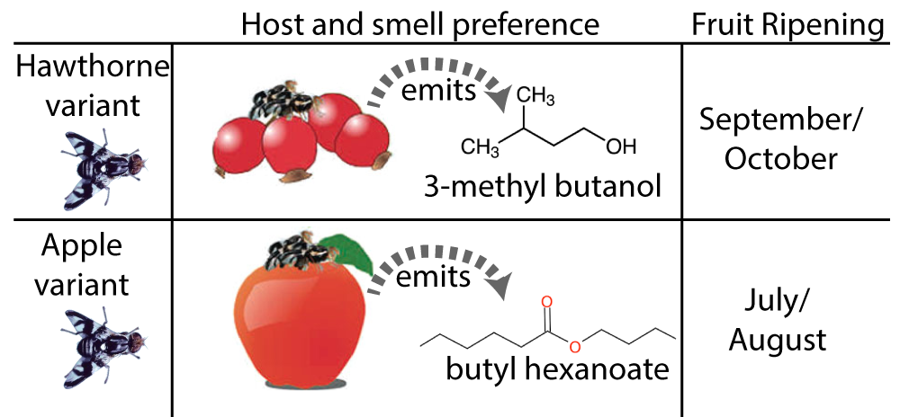 Table comparing Hawthorne and Apple fly variants. Host and smell preference: Hawthorne variant prefers 3-methyl butanol. Apple variant prefers butyl hexanoate. Hawthorne fruit ripens in September/October. Apples ripen in July/August.