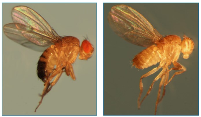 Left: Red-eyed fruit fly. Right: Fruit fly without eyes.