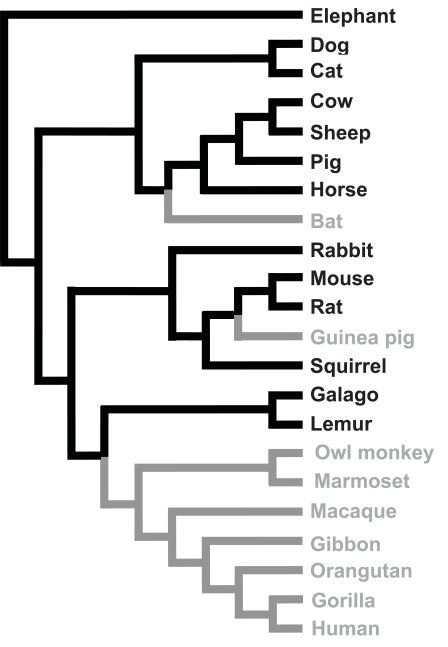 Elephant branches off first. Second branch has two sub branches: the upper branch leads to dog and cat; the lower branch splits off in order from first to last: bat, horse, pig, and sheep and cow. The next major branch has an upper branch to rabbit, then a lower branch that branches from first to last: squirrel, guinea pig, and rat and mouse. The final branch splits off into an upper branch leading to galago and lemur, a subsequent branch leading to owl monkey and marmoset, then individuals branch off from first to last: macaque, gibbon, orangutan, and gorilla and human. Bat, guinea pig, owl monkey, marmoset, macaque, gibbon, orangutan, gorilla, and human are gray while the rest of the species are black.