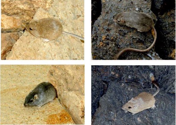 Upper left: light mouse on light background. Upper right: dark mouse on dark background. Bottom left: dark mouse on light background. Bottom right: light mouse on dark background.