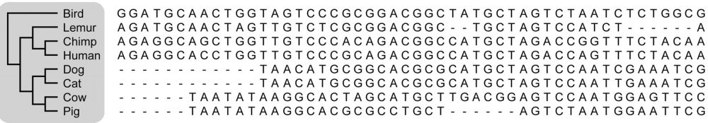 Left: Phylogeny of different vertebrates. Birds split off first, then two groups: Group 1: Lemur splits off first, leaving Chimp and Human. Group 2: Splits again into two groups - Dog and Cat as well as Cow and Pig.
Right: DNA sequences for the above eight animals. The bird, chimp, and lemur have bases at all spots. The rest have different parts of the sequence missing.