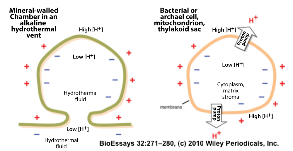 Left: Mineral-walled Chamber in an alkaline hydrothermal vent. Omega-shaped green line. Above, a high concentration of H+. Inside and below, hydrothermal fluid has a low concentration of H+. Right: Bacterial or archael cell, mitochondrion, thylakoid sac. Circular membrane. Outside is a high concentration of H+ with the help of two proton pumps. Inside is a low concentration of H+ and represents the Cytoplasm, matrix, stroma. Citation: BioEssays 32:271-280, (c) 2010 Wiley Periodicals, Inc.