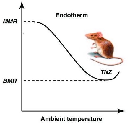 Graph for an Endotherm. Ambient temperature is on the X axis. MMR line starts high, then drops to the TNZ. The BMR dotted line stays stead at the TNZ level. A picture of a mouse is over the TNZ point.