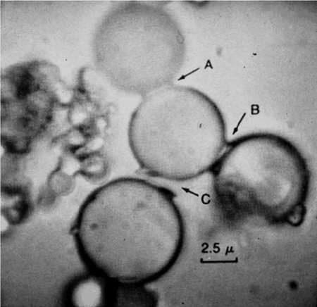 Small circles that connect at points A, B, and C. The scale is 2.5 microns.