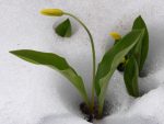 Green plant with closed yellow flowers growing from a hole in the ground surrounded by snow.