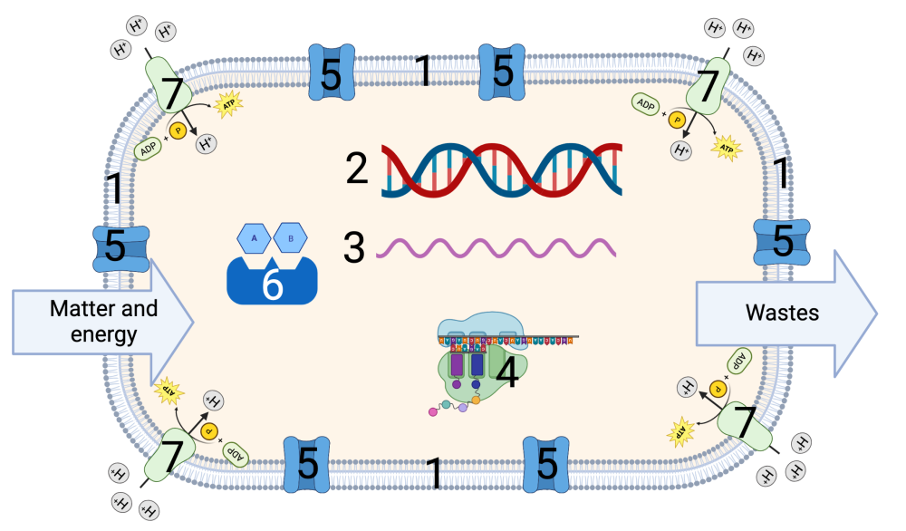 Described under the heading Step 5: Emergence of LUCA.
