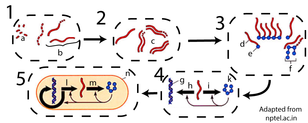 Step 1. Small red bits (a) then combine to form red lines (b). Step 2. Red lines are copied in (c). Step 3. Red line (d) has small blue circle (e) at the base. In (f), multiple blue circles attach to a red line. Step 4. Red line goes through process (i) into k, a circular chain of blue circles, with arrows back to process (i) and process (h). In process (h), the red line then goes to double-stranded molecule (g). Step 5. Everything in Step 4 is encapsulated within membrane (n). An arrow (l) from the double-stranded molecule points to a single red line. An arrow (m) from the red line points to a circle of connected blue circles. Arrows point from the blue circles to (l), (m), and an arrow that is leading from (l) back to the double-stranded molecule.