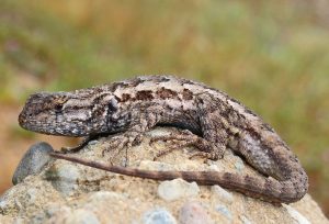 Tand and dark brown lizard on a rock.